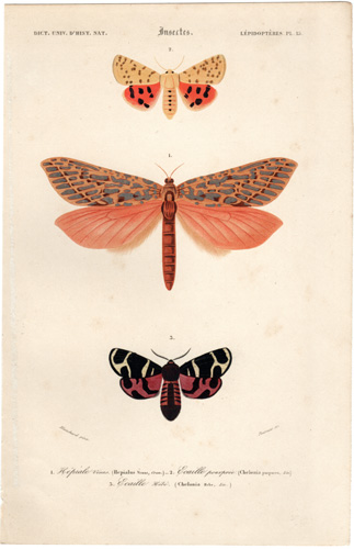antique prints of Butterflies, Moths